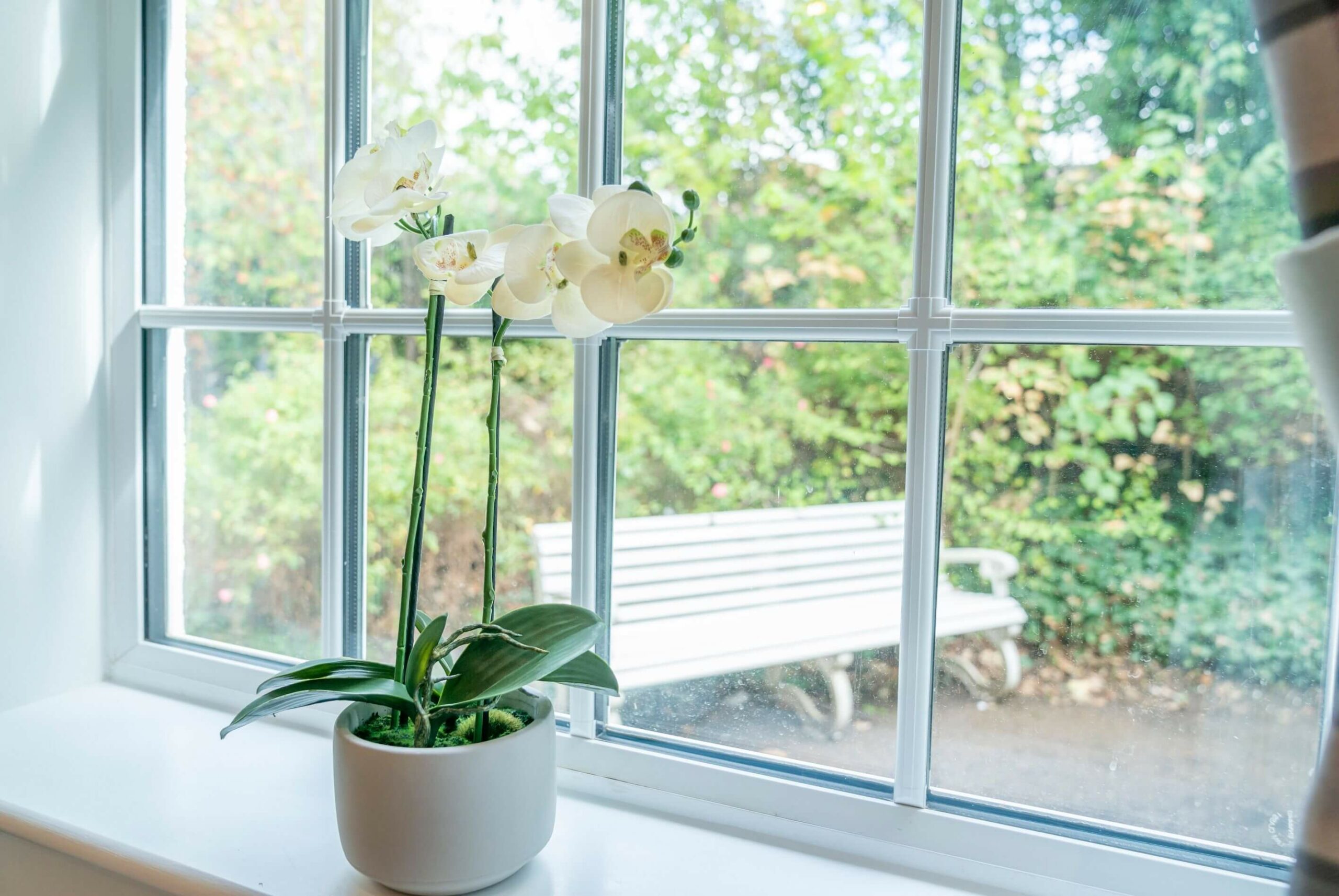 Orchids bloom in a bright window