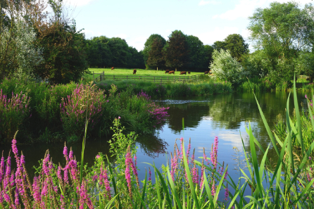 Lake in Letchworth with pink flowers, trees and cows in the background.